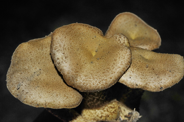 Ritrovamento particolare - Pholiota sp.